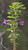  A009509rot
